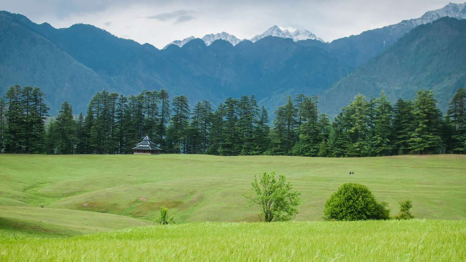 Expansive green mountain meadow surrounded by deodar pine forest in Himachal Pradesh
